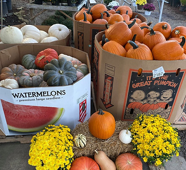 pumpkinsmums.jpg